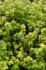 Fototapeta na wymiar Thyme Herbs urban gardening natural aromatic green
