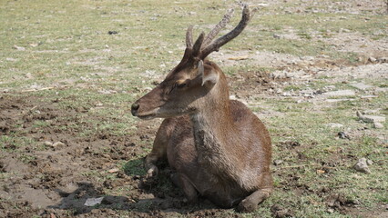 Naklejka na ściany i meble red deer, cervus elaphus, deer with new growing antlers facing camera in summer nature. Herbivore alert from side view with copy space. A wild animal 