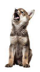 a cute timberwolf, howling, soft and fluffly, playful and curious, Wildlife-themed, cutout, isolated, photorealistic illustrations in a PNG. Generative AI