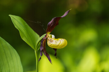 Slipper Orchid - Cypripedium calceolus beautiful yellow flower on a green background with nice bokeh. Wild foto.