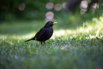 Amsel auf der Suche nach Futter im Gras