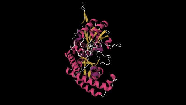 Recombinant human serine hydromethyltransferase. Animated 3d cartoon model, secondary structure color scheme, PDB 1bj4, black background