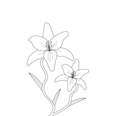 Lily Vector Outline Flower illustration