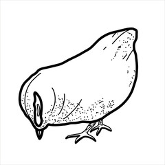 Happy chicken clipart. Farm Animals, Rooster, Hen, Bio Eggs, Coop, Chicks, Nest, Eco Village. Isolated elements. Stock illustration. Hand painted line art, doodle.