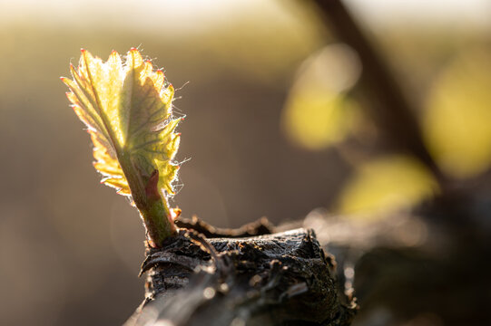 nature vignoble champagne printemps