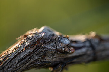 racine de vignes champagne