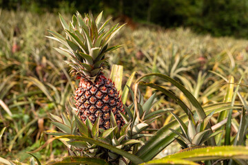 Beautiful Pineapple Farmland - stock image