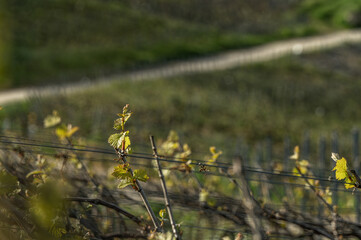 Obraz na płótnie Canvas nature vignes vignerons champagne printemps