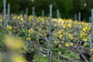 nature vignes vignerons champagne printemps