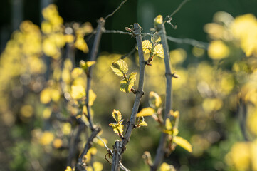nature vignes vignerons champagne printemps