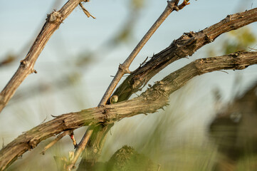 nature vignes vignerons champagne printemps