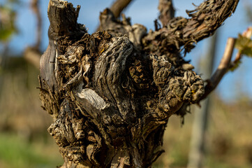 nature vignes vignerons champagne printemps