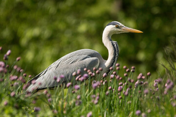 Graureiher in einer Wiese