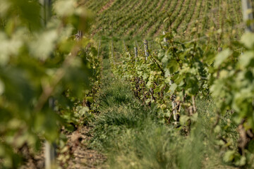 Fototapeta na wymiar nature vignes vignerons champagne printemps