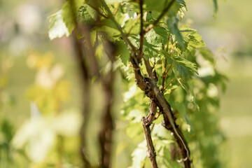 nature vignes vignerons champagne printemps