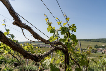 nature vignes vignerons champagne printemps