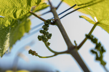 nature vignes vignerons champagne printemps