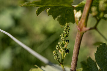 nature vignes vignerons champagne printemps