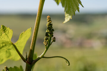 nature vignes vignerons champagne printemps