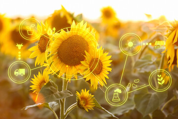 Sunflowers in field and icons of iot application. Concept of smart farming