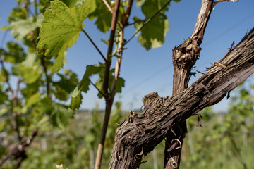 nature vignes vignerons champagne printemps