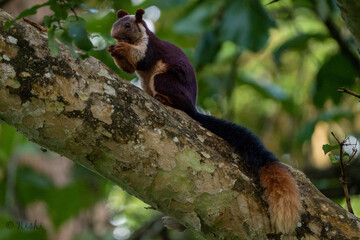 Enigma of the Forest: Captivating Rare Squirrel Encounter