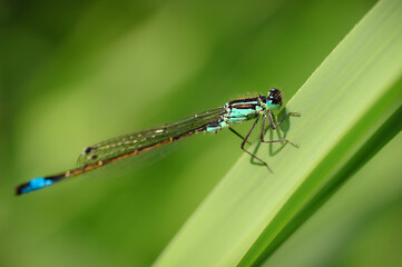Libelle