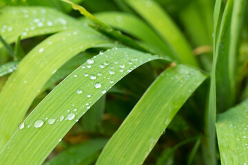 Green leaves with raindrops in garden, closeup view