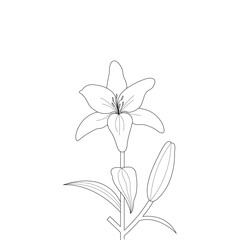 Lily Flower Coloring Page For Kindergarten