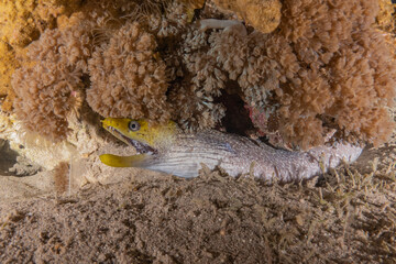 Moray eel Mooray lycodontis undulatus in the Red Sea, Eilat Israel
