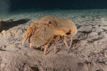 Lobsters in the Red Sea Colorful and beautiful, Eilat Israel
