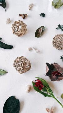 christmas, shell, food, isolated, decoration, seashell, set, sea, nature, brown, holiday, collection, xmas, texture, variety of dried fruits, 