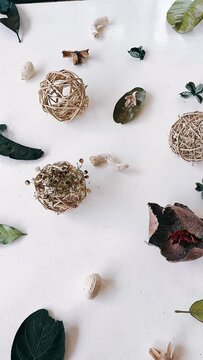 still life with herbs, shell, sea, isolated, food, decoration, christmas, shells, seashell, pepper, beach, nature, holiday, brown, gold, collection, ocean, brooch, closeup