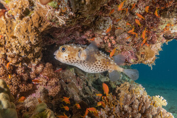 Fish swimming in the Red Sea, colorful fish, Eilat Israel
