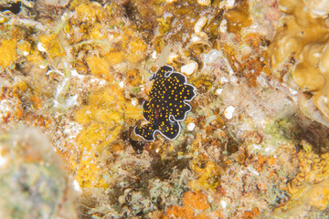 Sea slug in the Red Sea Colorful and beautiful, Eilat Israel
