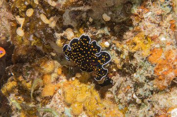 Sea slug in the Red Sea Colorful and beautiful, Eilat Israel
