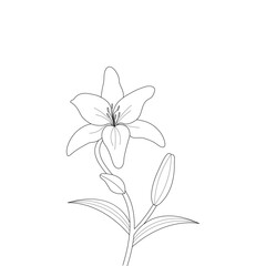 Hand Drawn Lily Flower line Art Vector