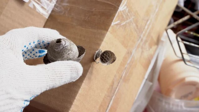  man's hand in a protective work glove removes a wasps nest