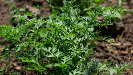 Parsley leaves close-up. Parsley in the sunlight. Parsley leaves in sunlight