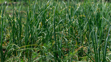 The field is planted with green onions. Green onions in sunlight. Root plants. Background with onions. Background from green plants