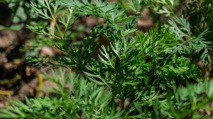 Fototapeta na wymiar Parsley leaves close-up. Parsley in the sunlight. Parsley leaves in sunlight