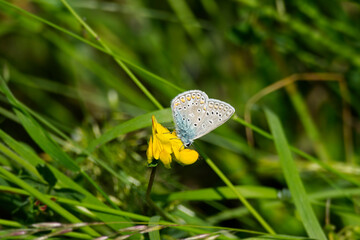 Common blue (Polyommatus icarus) Butterfly sitting on a yellow flower in Zurich, Switzerland