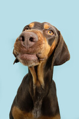 Funny portrait puppy doberman dog making a disagree or pensive expression face. Isolated on blue...