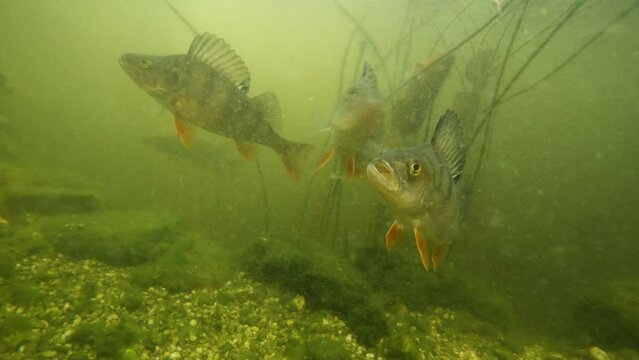 Perch fish stalking prey. Dramatic underwater video with fresh water fish. European perch, Perca fluviatilis in river.