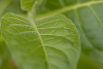 Tobacco plantation with lush green leaves. Super macro close-up of fresh tobacco leaves. Soft selective focus. Artificially created grain for the picture