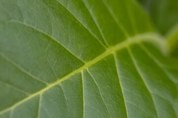 Tobacco plantation with lush green leaves. Super macro close-up of fresh tobacco leaves. Soft selective focus. Artificially created grain for the picture