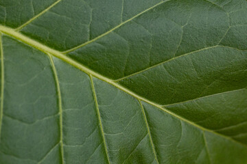 Tobacco plantation with lush green leaves. Super macro close-up of fresh tobacco leaves. Soft selective focus. Artificially created grain for the picture