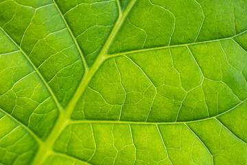 Tobacco plantation with lush green leaves. Super macro close-up of fresh tobacco leaves. Soft selective focus. Artificially created grain for the picture
