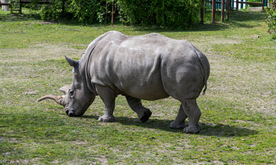 Naklejka premium Southern white rhinoceros walks in the meadow