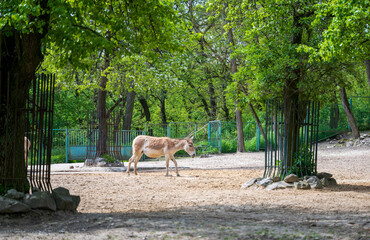 Turkmenian kulan walks in the enclosure in the forest